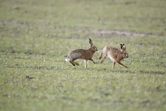Framed Print : Brown Hares - Boxing - Oxon - UK - February Framed Print : Brown Hares - Boxing - Oxon - UK - February