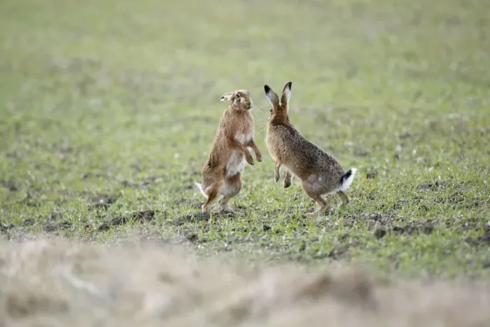 Framed Print : Brown Hares - Boxing - Oxon - UK - February Framed Print : Brown Hares - Boxing - Oxon - UK - February