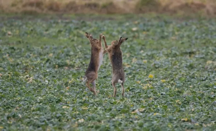 Framed Print : Brown Hares boxing in Oxordshire February Framed Print : Brown Hares boxing in Oxordshire February