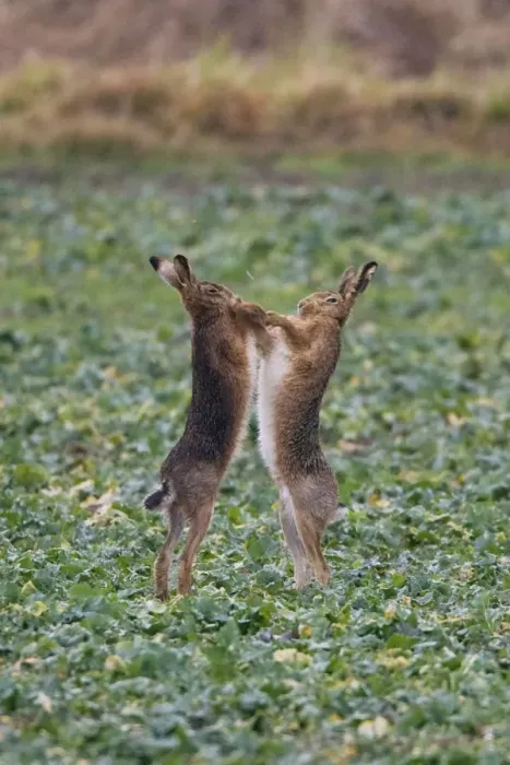 Framed Print : Brown Hares boxing in Oxordshire February Framed Print : Brown Hares boxing in Oxordshire February