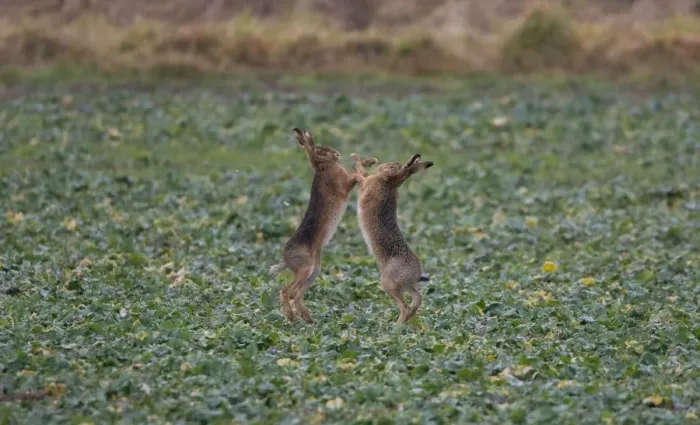 Framed Print : Brown Hares boxing in Oxordshire February Framed Print : Brown Hares boxing in Oxordshire February