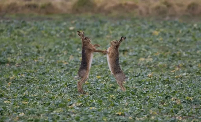 Framed Print : Brown Hares boxing in Oxordshire February Framed Print : Brown Hares boxing in Oxordshire February