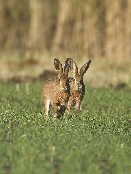 Brown Hares - chasing one another on farmland - Oxon - UK - February