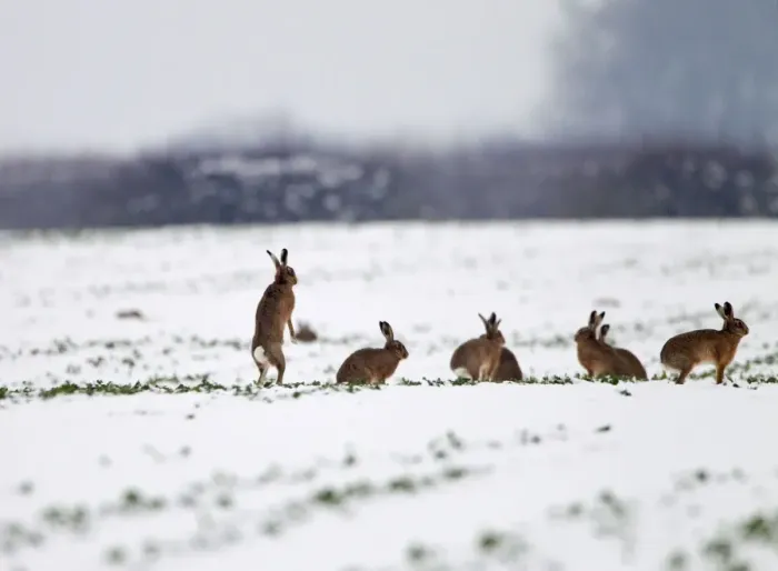Framed Print : Brown Hares - gather together in snow covered fields during January - Oxon Framed Print : Brown Hares - gather together in snow covered fields during January - Oxon