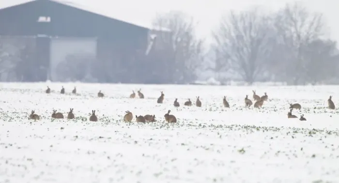 Framed Print : Brown Hares - gather together in snow covered fields during January - Oxon Framed Print : Brown Hares - gather together in snow covered fields during January - Oxon