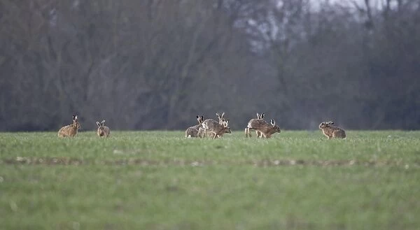 Brown Hares - males chasing aroung looking for the female - Oxon - UK - March