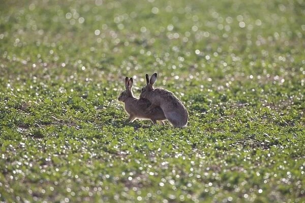 Brown Hares mating. UK