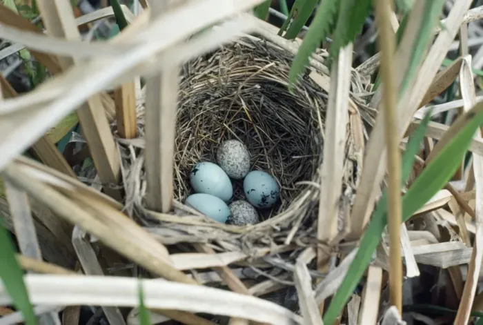 Framed Print : Brown-headed Cowbird - 2 eggs in Red-winged Blackbird's nest Framed Print : Brown-headed Cowbird - 2 eggs in Red-winged Blackbird's nest