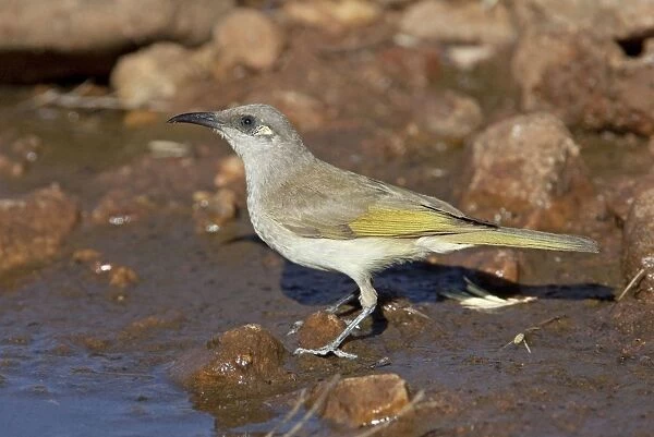 Brown Honeyeater - coming to drink at a pool in Donkey Creek, near Canteen Creek Aboriginal Community, Northern Territory, Australia