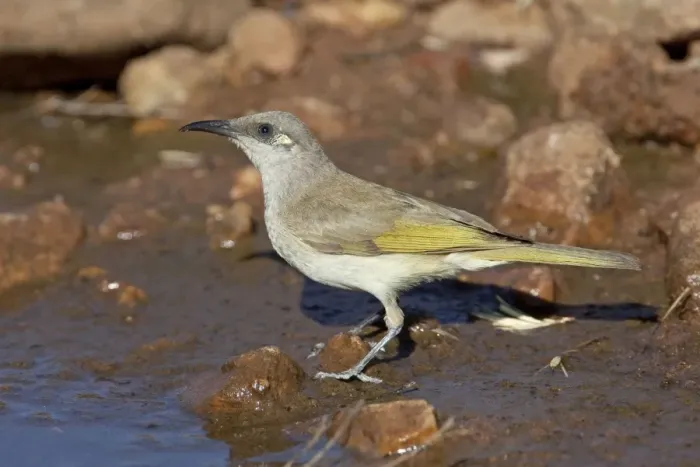 Framed Print : Brown Honeyeater - coming to drink at a pool in Donkey Creek, near Canteen Creek Aboriginal Community, Northern Territory, Australia Framed Print : Brown Honeyeater - coming to drink at a pool in Donkey Creek, near Canteen Creek Aboriginal Community, Northern Territory, Australia