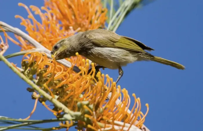 Framed Print : Brown Honeyeater - feeding on Fern-leafed Grevillea (Grevillea pteridifolia). At Galvan's Gorge, Gibb River Road, Kimberley, Western Australia Framed Print : Brown Honeyeater - feeding on Fern-leafed Grevillea (Grevillea pteridifolia). At Galvan's Gorge, Gibb River Road, Kimberley, Western Australia