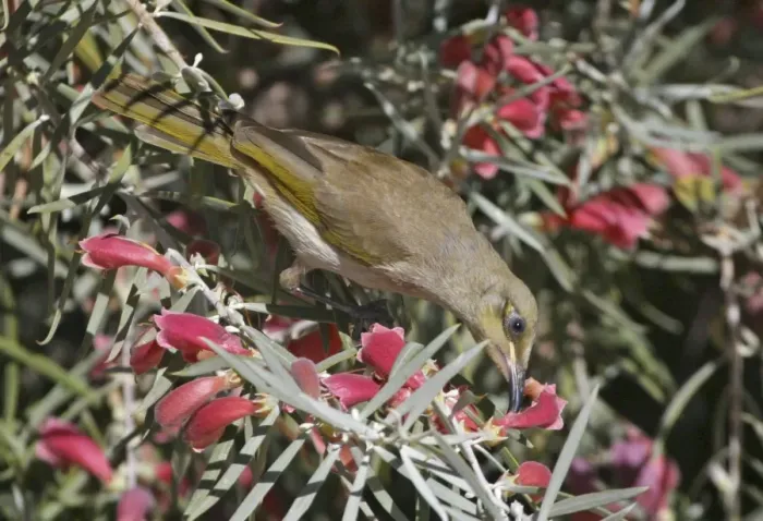 Framed Print : Brown Honeyeater - feeding on Native Fuchsia Eremophila latrobei, in an urban garden, Alice Springs, Nthn Territory, Australia Framed Print : Brown Honeyeater - feeding on Native Fuchsia Eremophila latrobei, in an urban garden, Alice Springs, Nthn Territory, Australia