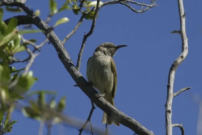 Framed Print : Brown Honeyeater Lake Moondarra, Mt Isa, Queensland, Australia Framed Print : Brown Honeyeater Lake Moondarra, Mt Isa, Queensland, Australia