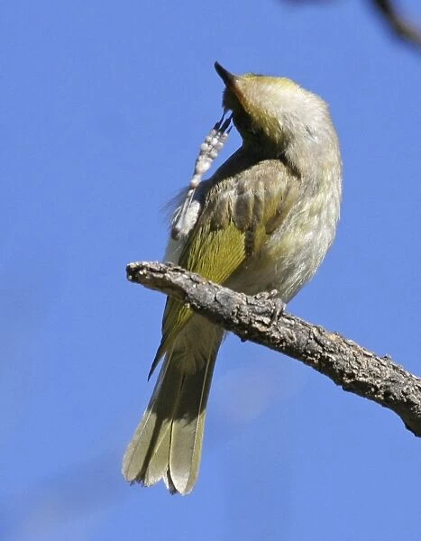 Brown Honeyeater - scratching - Ormiston Gorge, West MacDonnell National Park, Nthn Territory, Australia