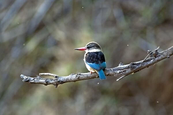 Brown- hooded Kingfisher - on branch - back view - Kruger National Park - South Africa