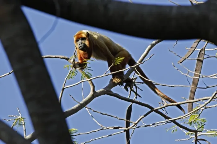 Framed Print : Brown Howler Monkey. Venezuela Framed Print : Brown Howler Monkey. Venezuela