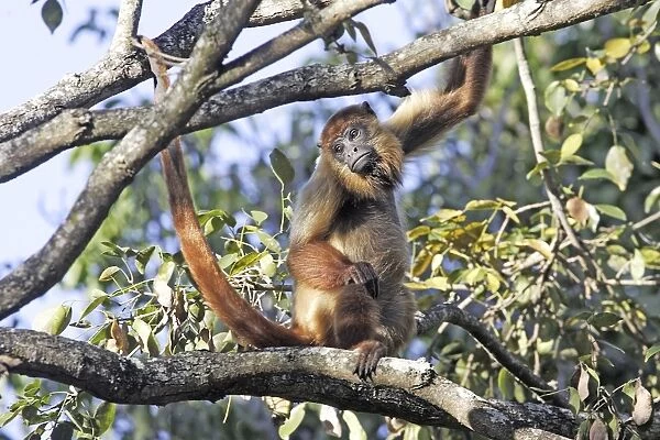 Brown Howler Monkey. Venezuela