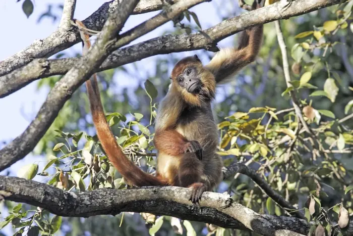 Framed Print : Brown Howler Monkey. Venezuela Framed Print : Brown Howler Monkey. Venezuela