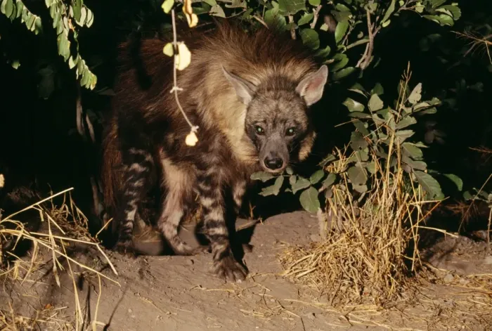 Framed Print : Brown Hyaena - at den Botswana, Africa Framed Print : Brown Hyaena - at den Botswana, Africa