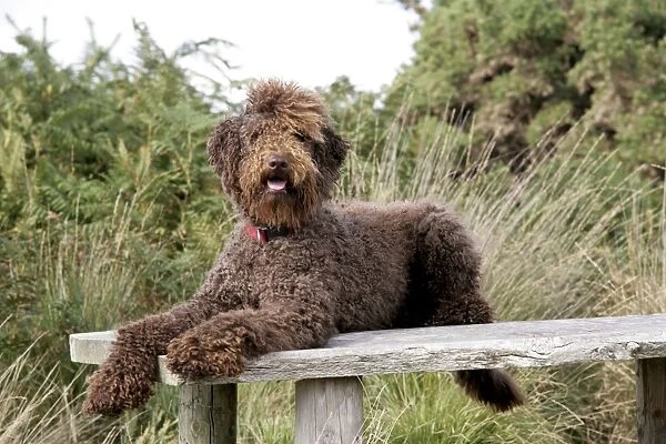 Brown labradoodle laying on table