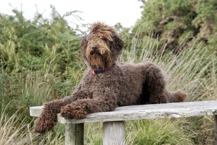 Framed Print : Brown labradoodle lying on table Framed Print : Brown labradoodle lying on table
