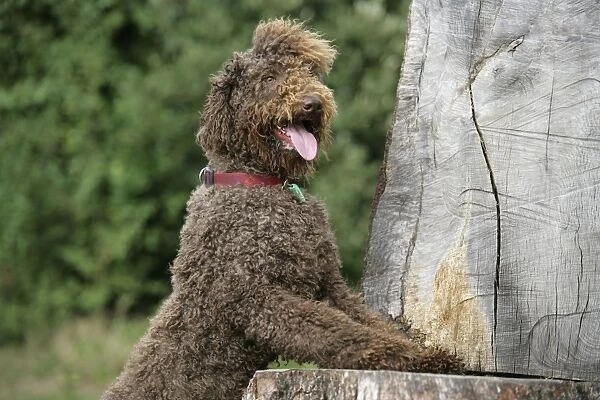Brown labradoodle with front paws on tree stump