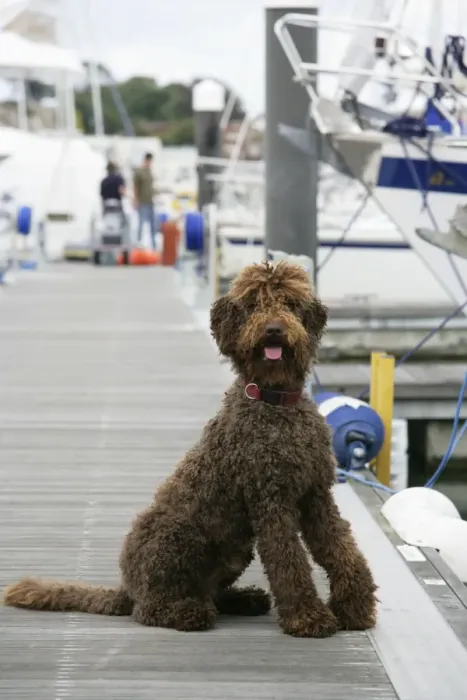 Framed Print : Brown labradoodle sitting at dock Framed Print : Brown labradoodle sitting at dock