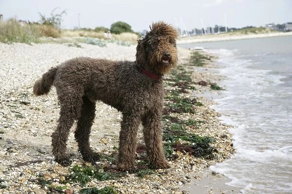 Brown labradoodle standing on beach