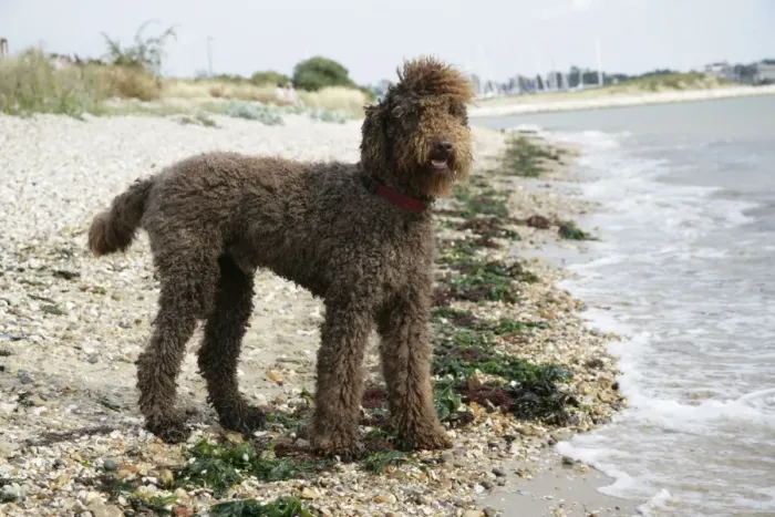 Framed Print : Brown labradoodle standing on beach Framed Print : Brown labradoodle standing on beach