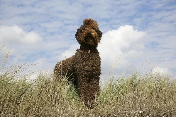 Brown labradoodle standing in field