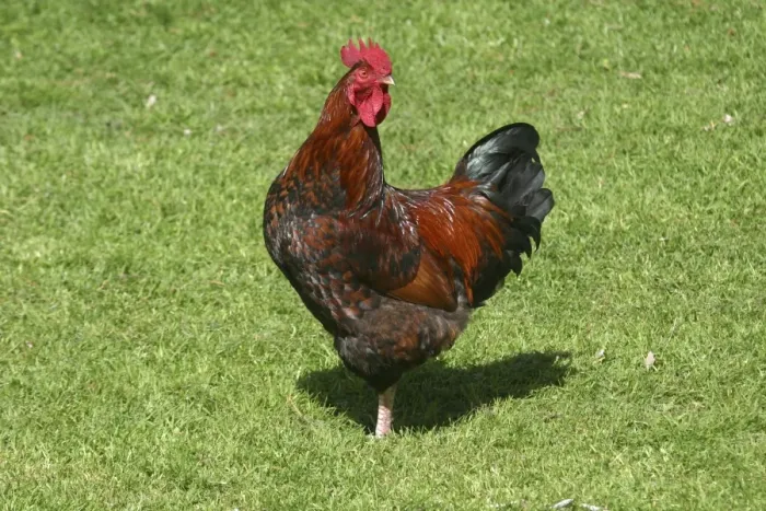 Framed Print : Brown Leghorn rooster Western Springs, Auckland, New Zealand Framed Print : Brown Leghorn rooster Western Springs, Auckland, New Zealand