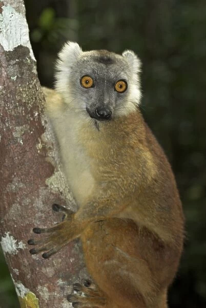 Brown Lemur - Climbing tree. Madagascar