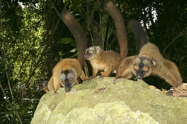 Brown Lemur of Mayotte Mayotte, Indian Ocean