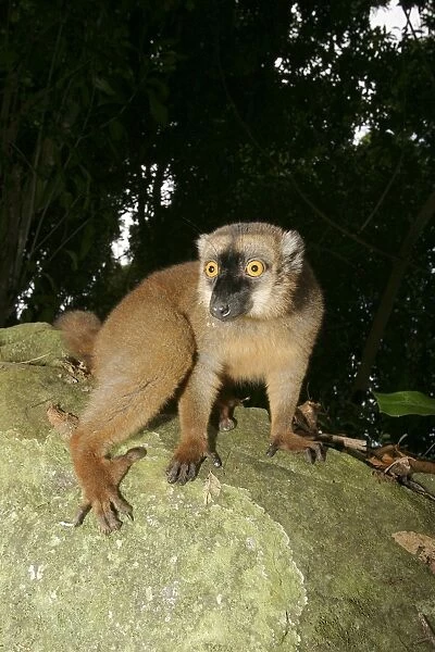 Brown Lemur of Mayotte Mayotte Island, Indian Ocean