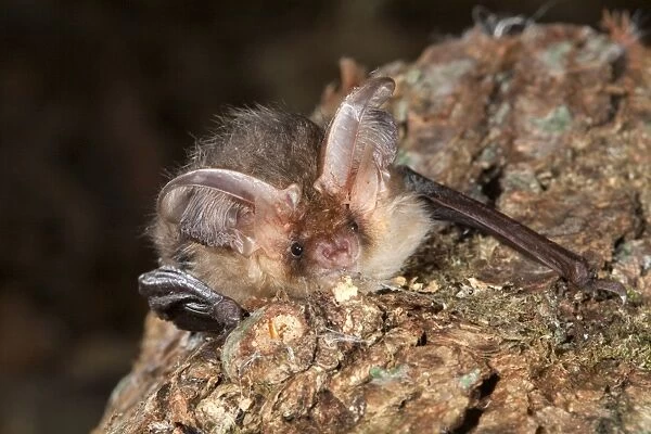Brown Long Eared Bat - Cornwall - UK