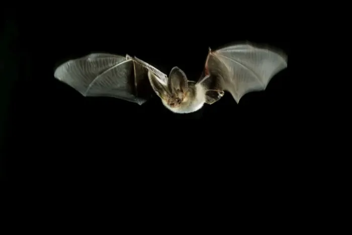 Framed Print : Brown Long-eared Bat - in flight Framed Print : Brown Long-eared Bat - in flight