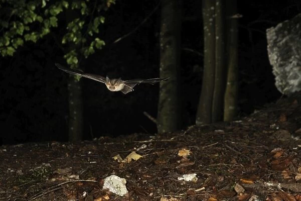 Brown Long-eared Bat - in flight in a Fagus-abies mountain forest - Jura Mountain - Switzerland