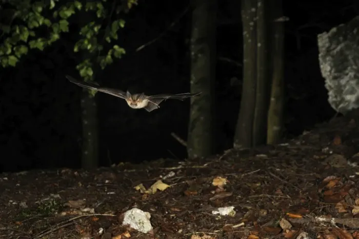 Framed Print : Brown Long-eared Bat - in flight in a Fagus-abies mountain forest - Jura Mountain - Switzerland Framed Print : Brown Long-eared Bat - in flight in a Fagus-abies mountain forest - Jura Mountain - Switzerland