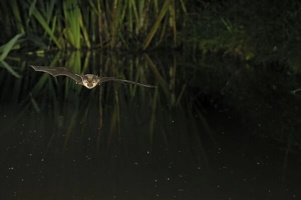 Brown Long-eared Bat - in flight above forest pond - Jura Mountain - Switzerland