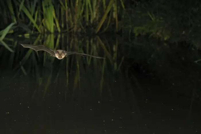 Framed Print : Brown Long-eared Bat - in flight above forest pond - Jura Mountain - Switzerland Framed Print : Brown Long-eared Bat - in flight above forest pond - Jura Mountain - Switzerland