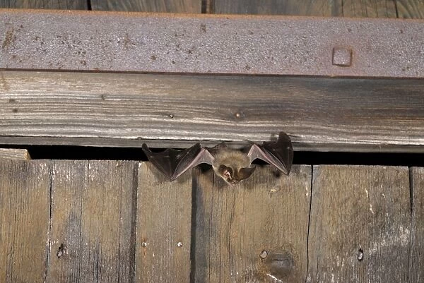 Brown long-eared Bat - flying out of a barn - July - Swiss Jura - Switzerland