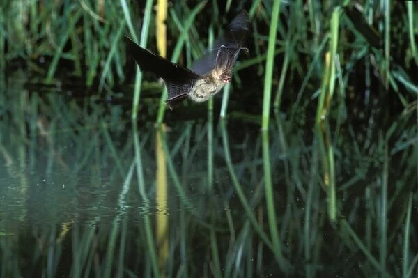 Brown Long-eared  /  Common Long-eared  /  Long-eared Bat - In flight over a pond Swiss jura, Switzerland Distribution: UK, Europe to NE China, Korea, Japan