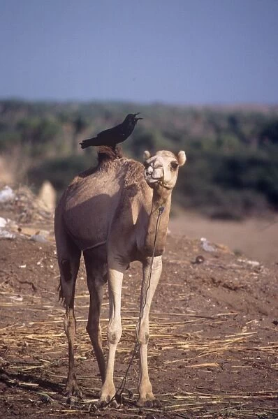 Brown-necked raven perched on a camel calling