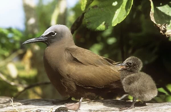 Brown Noddy - with young chick