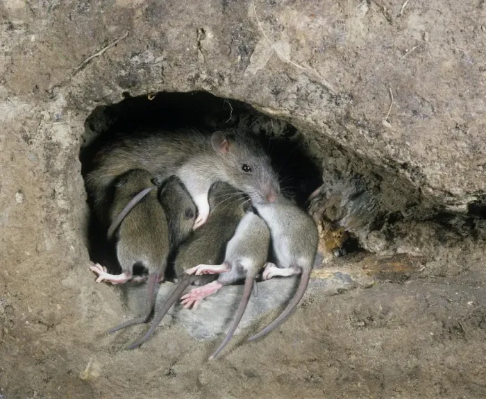 Framed Print : Brown / Norway / Common Rat - in burrow with young suckling Framed Print : Brown / Norway / Common Rat - in burrow with young suckling