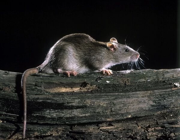 Brown  /  Norway Rat