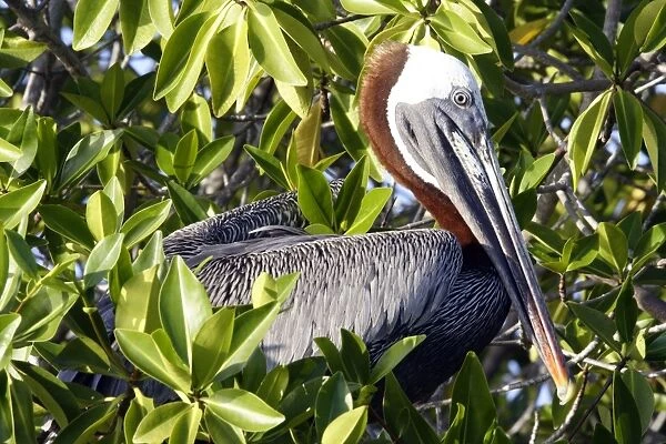 Brown Pelican. Ad. Lobos island. Galapagos Islands