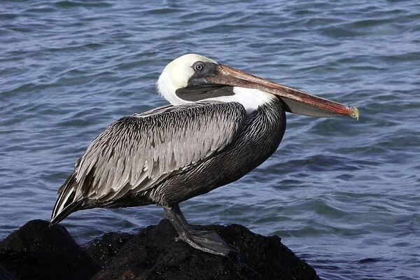 Brown Pelican. Ad. Lobos island. Galapagos Islands