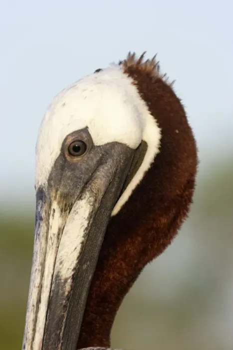 Framed Print : Brown Pelican. Ad. Lobos island. Galapagos Islands Framed Print : Brown Pelican. Ad. Lobos island. Galapagos Islands