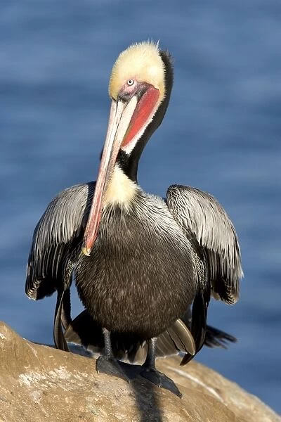 Brown Pelican - Adult bird in breeding colors. Photographed on the cliffs of La Jolla, California, USA. Eastern Pacific Ocean